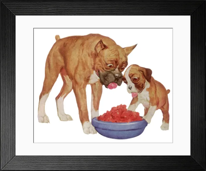 Framed Print : Bulldogs Eye Food Bowl Date: 1948 Framed Print : Bulldogs Eye Food Bowl Date: 1948