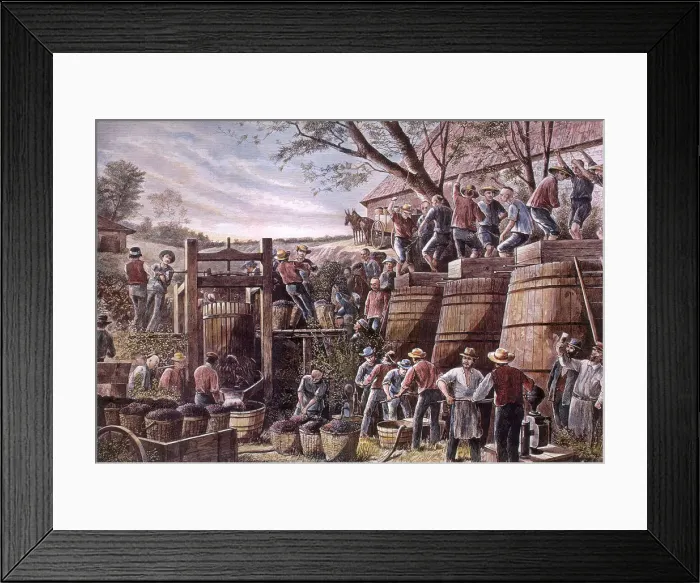 Framed Print : Working Vineyard Date: 1878 Framed Print : Working Vineyard Date: 1878