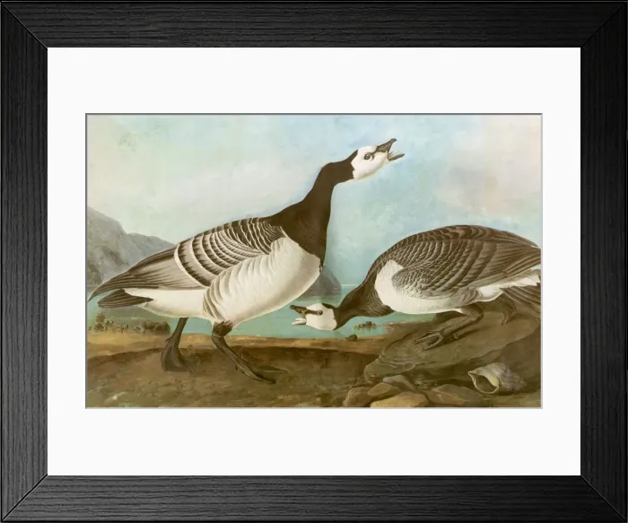 Framed Print : Barnacle Geese Date: 1835 Framed Print : Barnacle Geese Date: 1835