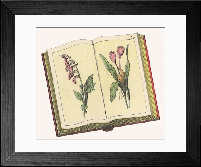 Framed Print : Botanical Book Date: 1880 Framed Print : Botanical Book Date: 1880