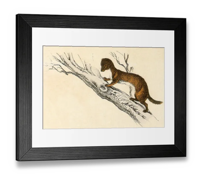 Framed Print : Weasel in a Tree Date: 1880 Framed Print : Weasel in a Tree Date: 1880
