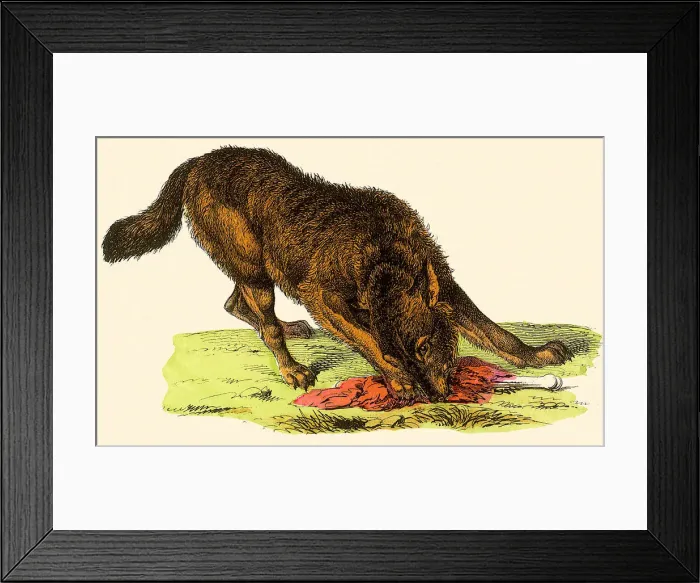 Framed Print : Wolf with Bone Date: 1880 Framed Print : Wolf with Bone Date: 1880
