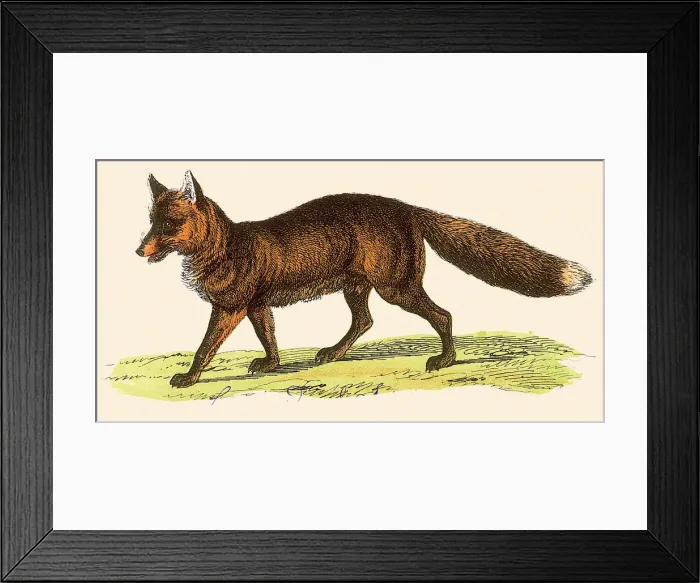 Framed Print : Red FoX Date: 1880 Framed Print : Red FoX Date: 1880