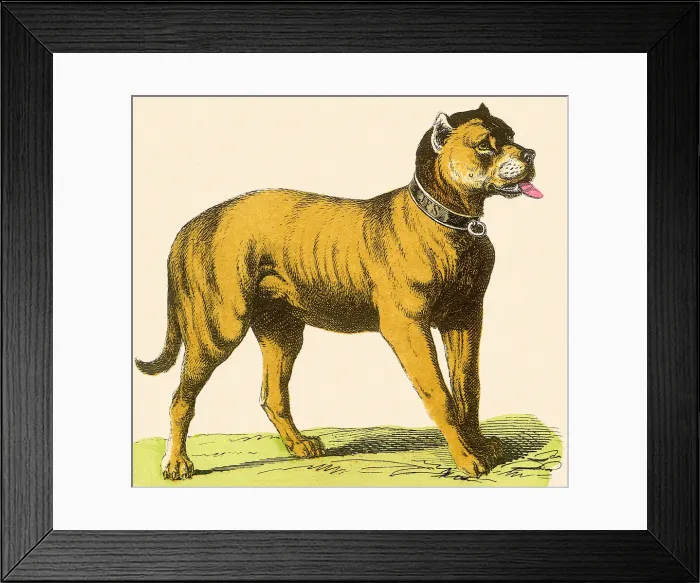 Framed Print : Dog in Collar Date: 1880 Framed Print : Dog in Collar Date: 1880