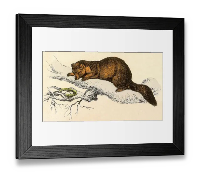 Framed Print : Egg Eater Date: 1880 Framed Print : Egg Eater Date: 1880