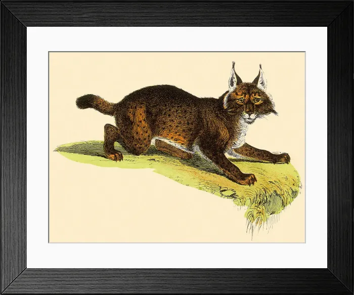 Framed Print : Crouching LynX Date: 1880 Framed Print : Crouching LynX Date: 1880