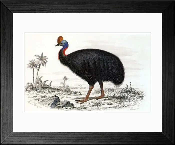 Framed Print : Cassowary (Casarius galeatus) Date: 1845 Framed Print : Cassowary (Casarius galeatus) Date: 1845