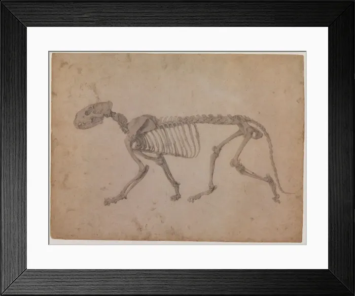 Framed Print : Tiger Skeleton, Lateral View Date: 1800 Framed Print : Tiger Skeleton, Lateral View Date: 1800