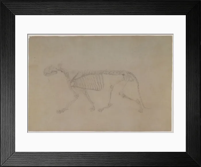 Framed Print : Tiger Skeleton, Lateral View, in Walking Posture Date: 1800