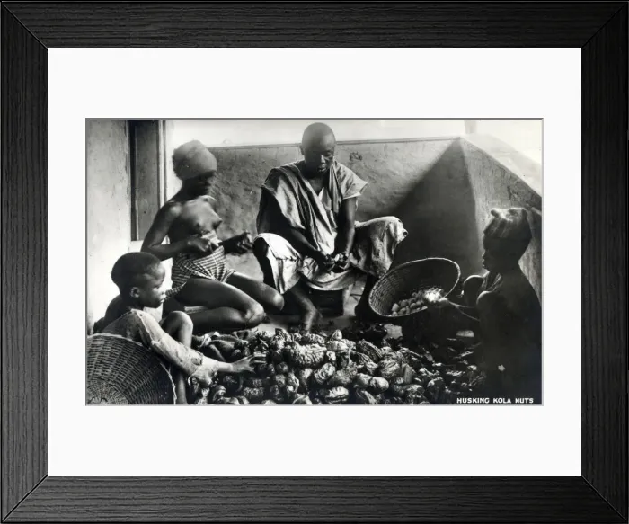 Framed Print : A family husking Kola nuts in Nigeria, Africa. The caffeine-containing fruit of the tree Framed Print : A family husking Kola nuts in Nigeria, Africa. The caffeine-containing fruit of the tree