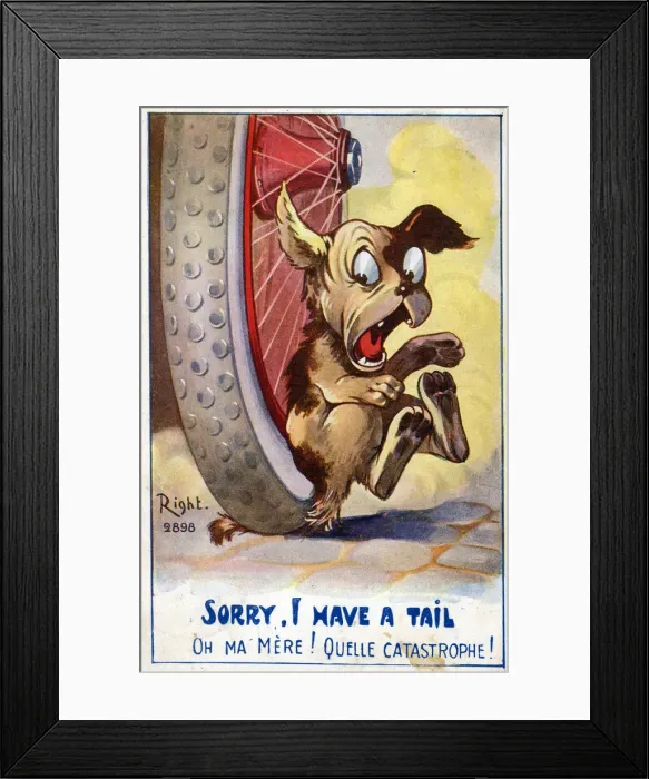 Framed Print : Dogs tail painfully run over by a car Framed Print : Dogs tail painfully run over by a car
