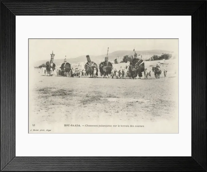 Framed Print : Camels palanquins on the racing grounds Framed Print : Camels palanquins on the racing grounds