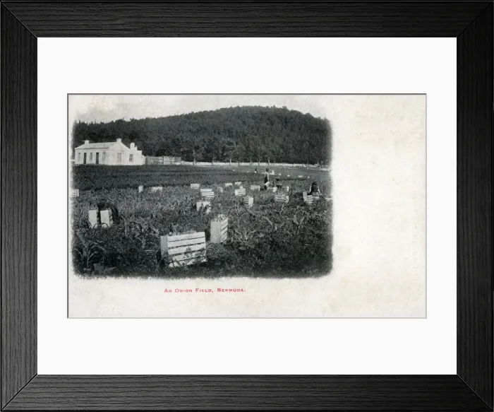 Framed Print : An Onion Field - Bermuda