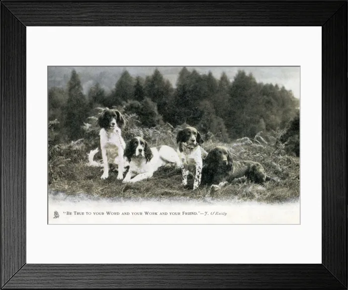 Framed Print : Four fine English Springer Spaniels in a patch of heathland Framed Print : Four fine English Springer Spaniels in a patch of heathland