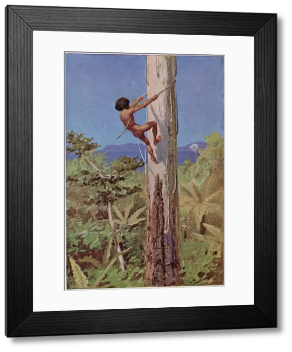 Framed Print : An Aboriginal climbs a tree Date: circa 1900 Framed Print : An Aboriginal climbs a tree Date: circa 1900