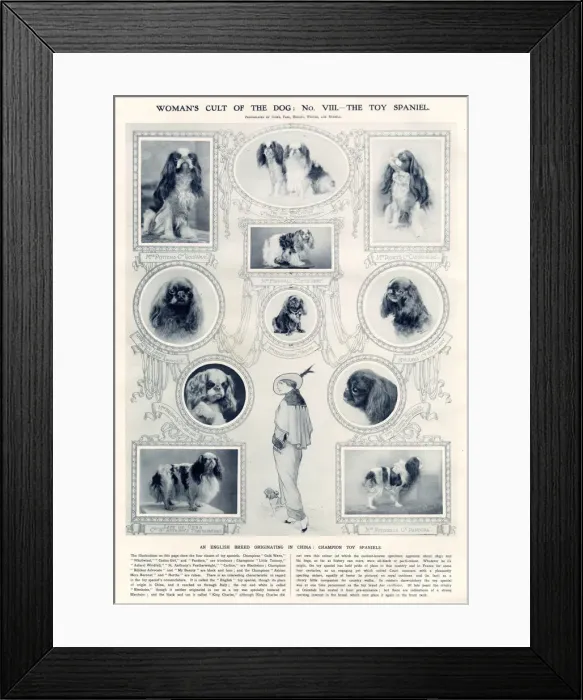 Framed Print : Womans cult of the dog: No. VIII - the toy spaniel (King Charles Spaniel) Date Framed Print : Womans cult of the dog: No. VIII - the toy spaniel (King Charles Spaniel) Date