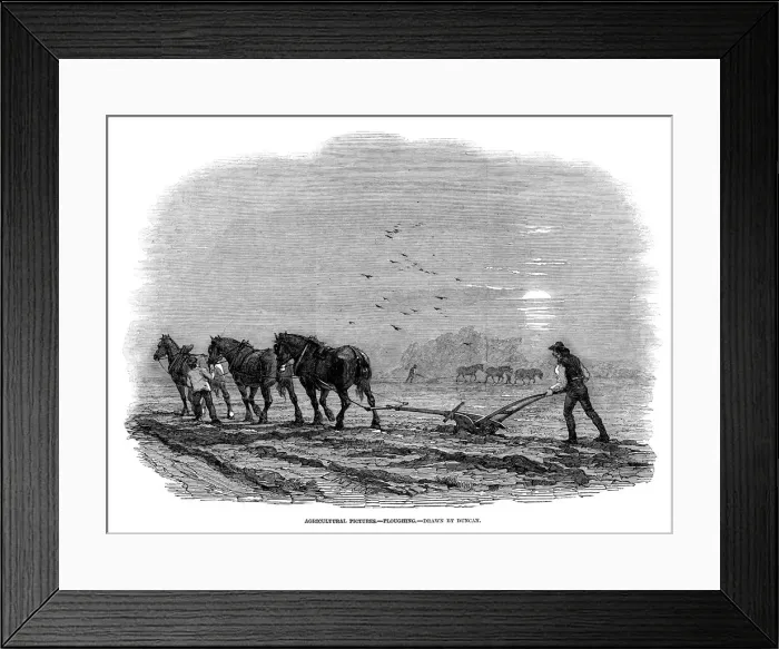 Framed Print : Three horses, controlled by a ploughboy, pull the plough which the ploughman guides Framed Print : Three horses, controlled by a ploughboy, pull the plough which the ploughman guides