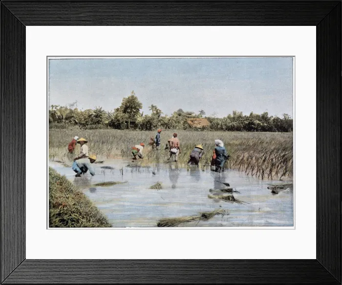Framed Print : The rice harvest. Date: 1890s Framed Print : The rice harvest. Date: 1890s