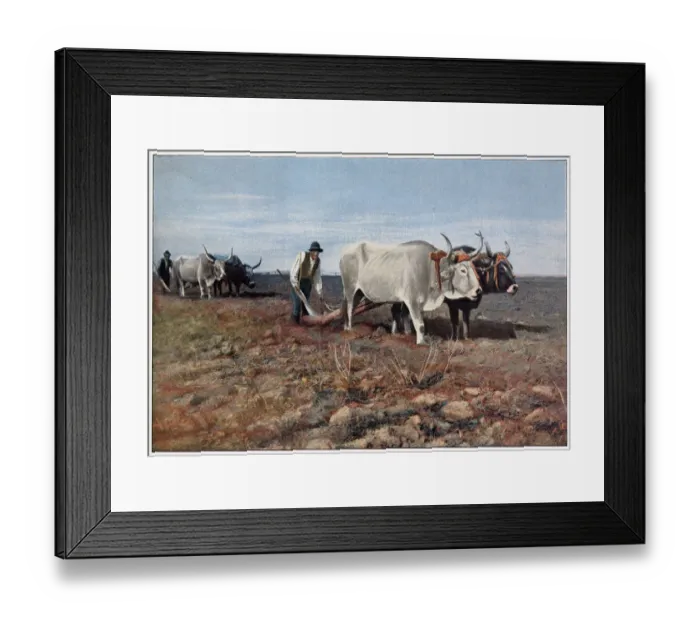 Framed Print : Ploughing in the Roman Campagna, with two pairs of oxen Date: 1890s Framed Print : Ploughing in the Roman Campagna, with two pairs of oxen Date: 1890s