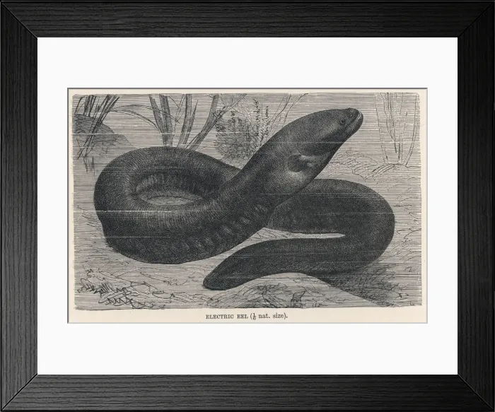 Framed Print : Electric eel Framed Print : Electric eel