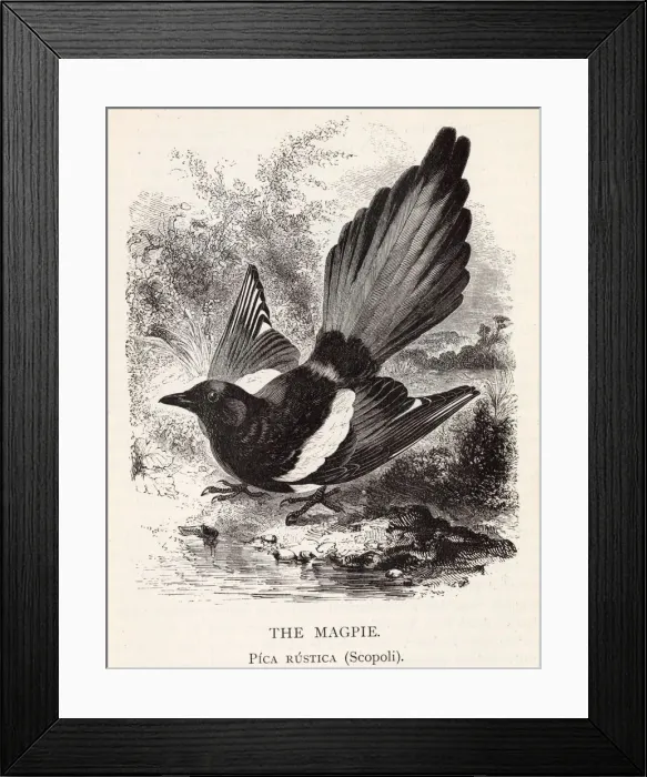 Framed Print : The magpie (pica rustica), a member of the crow family. Date: 1899 Framed Print : The magpie (pica rustica), a member of the crow family. Date: 1899