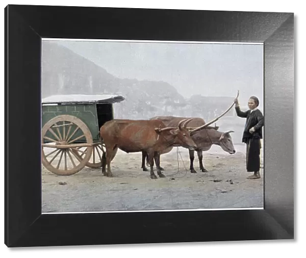 Two Vietnamese oxen draw a small cart on a misty day. Date: 1890s