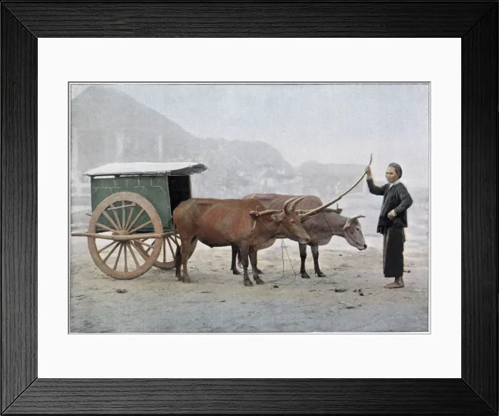 Framed Print : Two Vietnamese oxen draw a small cart on a misty day. Date: 1890s Framed Print : Two Vietnamese oxen draw a small cart on a misty day. Date: 1890s