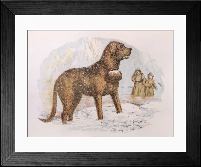 Framed Print : A St Bernard rescue dog stands in the Alpine snow while more snow falls Framed Print : A St Bernard rescue dog stands in the Alpine snow while more snow falls
