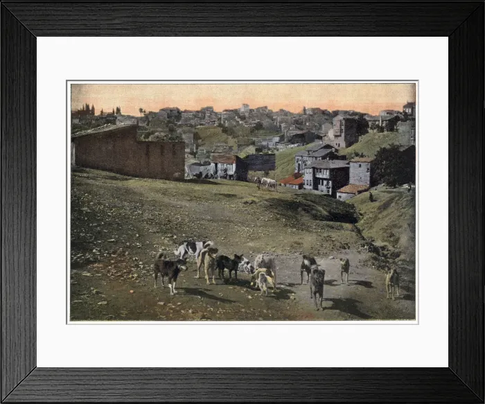 Framed Print : Stray dogs of Istanbul, Turkey. Date: 1890s Framed Print : Stray dogs of Istanbul, Turkey. Date: 1890s