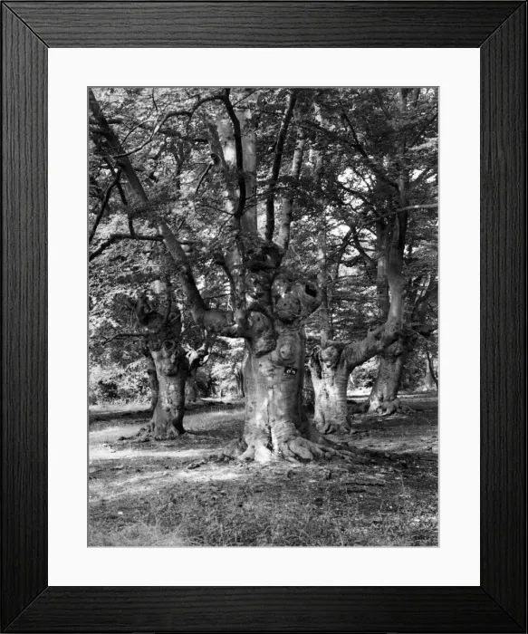 Framed Print : Burnham Beeches, Buckinghamshire, England, a forest of ancient trees Framed Print : Burnham Beeches, Buckinghamshire, England, a forest of ancient trees