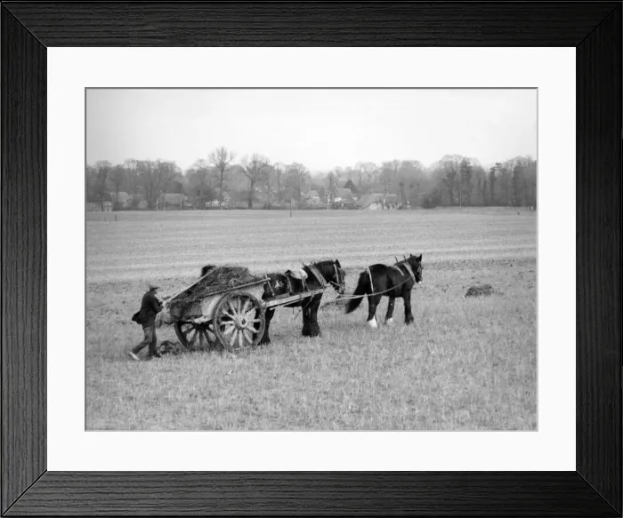 Framed Print : The manure cart on a farm in Berkshire, England. Date: March 1939 Framed Print : The manure cart on a farm in Berkshire, England. Date: March 1939