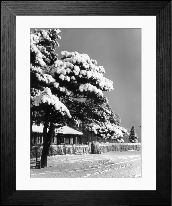 Framed Print : Morning sunshine after the a heavy snowfall, showing the trees still laden with snow Framed Print : Morning sunshine after the a heavy snowfall, showing the trees still laden with snow