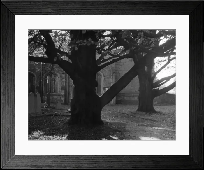 Framed Print : The trunks of ancient beech trees in Walesby churchyard, near Retford, Nottinghamshire Framed Print : The trunks of ancient beech trees in Walesby churchyard, near Retford, Nottinghamshire
