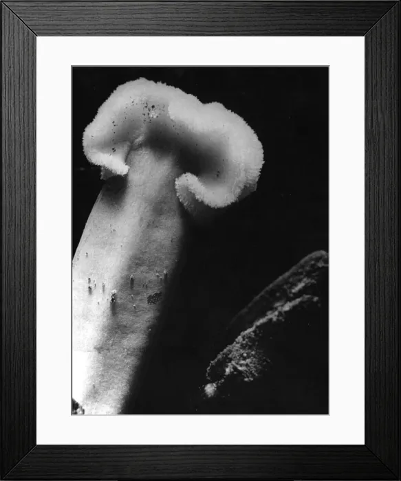 Framed Print : A tulip stamen, magnified about ten times more than its natural size Framed Print : A tulip stamen, magnified about ten times more than its natural size