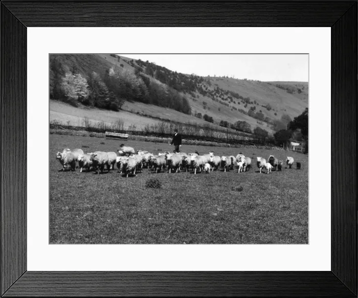 Framed Print : A shepherd bringing in his flock of sheep from the Black Mountains, Wye Valley Framed Print : A shepherd bringing in his flock of sheep from the Black Mountains, Wye Valley