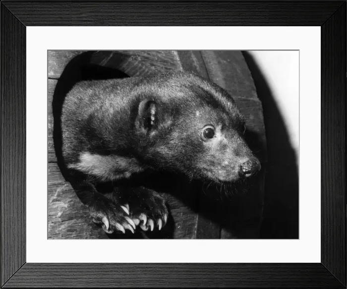 Framed Print : The head of a very surpised male Tara! Date: 1960s Framed Print : The head of a very surpised male Tara! Date: 1960s