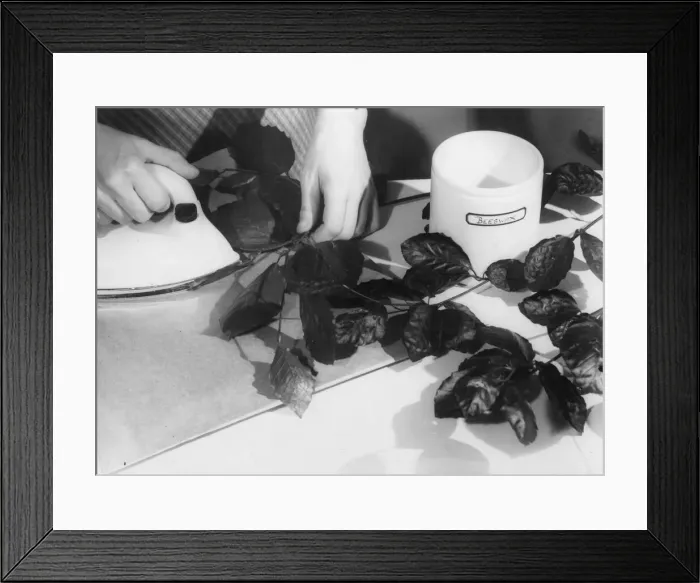 Framed Print : The branches of autumn beech leaves will keep their glossy surface longer if ironed Framed Print : The branches of autumn beech leaves will keep their glossy surface longer if ironed