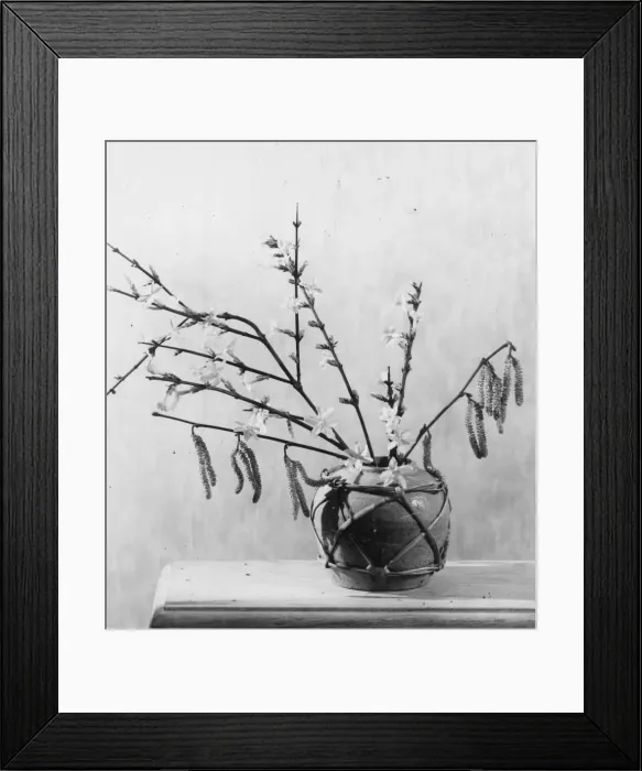 Framed Print : Hazel catkins. Date: 1930s Framed Print : Hazel catkins. Date: 1930s