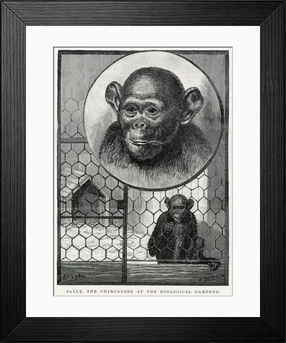Framed Print : Sally, chimpanzee at Zoological Gardens arriving at in October 1883 as a small infant Framed Print : Sally, chimpanzee at Zoological Gardens arriving at in October 1883 as a small infant