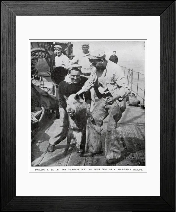 Framed Print : One of the British war-ships in the Dardanelles had an unusual pet, an Irish hog Framed Print : One of the British war-ships in the Dardanelles had an unusual pet, an Irish hog