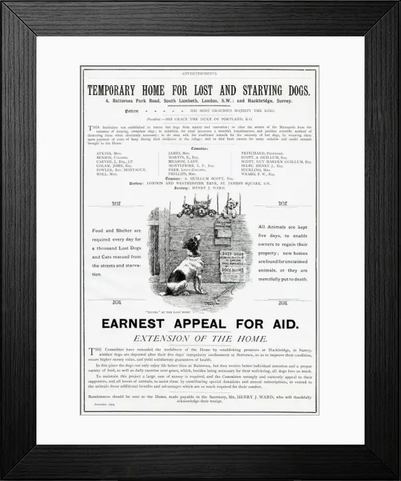 Framed Print : Appeal for aid, for food and shelter required for every day for thousands of dogs Framed Print : Appeal for aid, for food and shelter required for every day for thousands of dogs