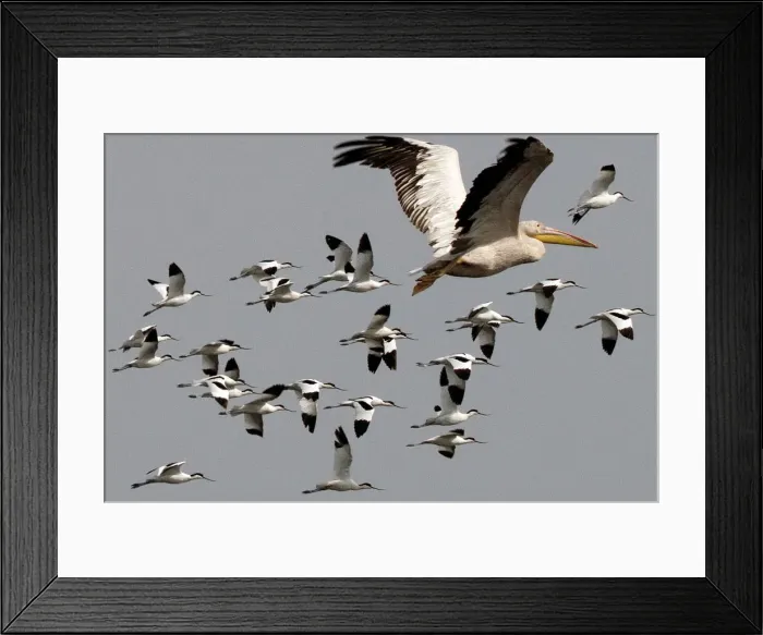 Framed Print : Great / Eastern White / Rosy Pelican - in flight with a flock of Avocets Framed Print : Great / Eastern White / Rosy Pelican - in flight with a flock of Avocets