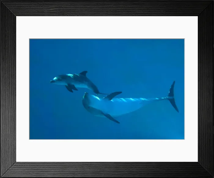 Framed Print : Bottlenose Dolphin - recently born calf swims with mother (Tursiops truncatus) Framed Print : Bottlenose Dolphin - recently born calf swims with mother (Tursiops truncatus)