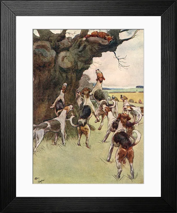 Framed Print : Illustration, White-Ear escapes up a tree and looks down at the baying hounds Framed Print : Illustration, White-Ear escapes up a tree and looks down at the baying hounds