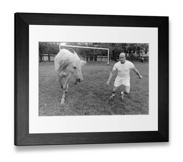 Framed Print : King the football-playing stallion was bought by Essex farmer Bill Foyle from a Midlands Framed Print : King the football-playing stallion was bought by Essex farmer Bill Foyle from a Midlands