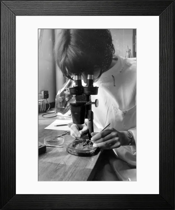 Framed Print : Scientist examining a locust through a microscope at the Anti-Locust Research Centre Framed Print : Scientist examining a locust through a microscope at the Anti-Locust Research Centre
