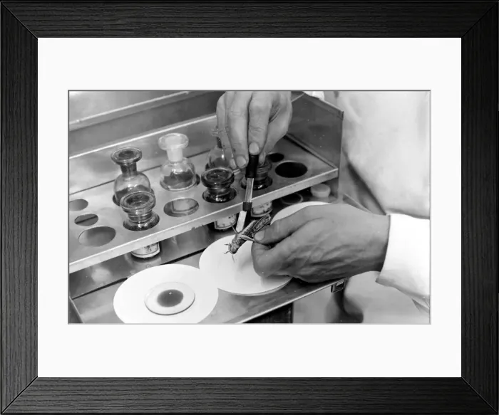 Framed Print : Close-up of a scientist examining and testing a locust at the Anti-Locust Research Centre Framed Print : Close-up of a scientist examining and testing a locust at the Anti-Locust Research Centre