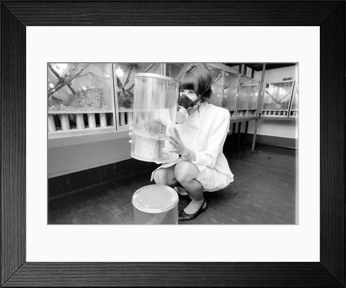 Framed Print : Scientist in a mask, examining a locust in a perspex container at the Anti-Locust Framed Print : Scientist in a mask, examining a locust in a perspex container at the Anti-Locust