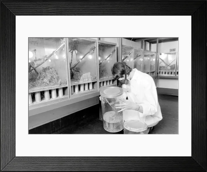 Framed Print : Scientist in a mask, examining a locust in a perspex container at the Anti-Locust Framed Print : Scientist in a mask, examining a locust in a perspex container at the Anti-Locust