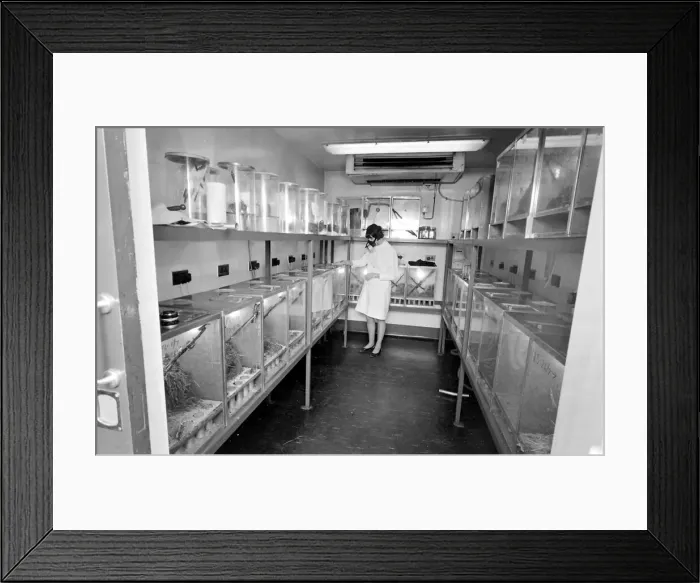 Framed Print : Scientist in a mask, examining locusts in perspex containers at the Anti-Locust Research Framed Print : Scientist in a mask, examining locusts in perspex containers at the Anti-Locust Research